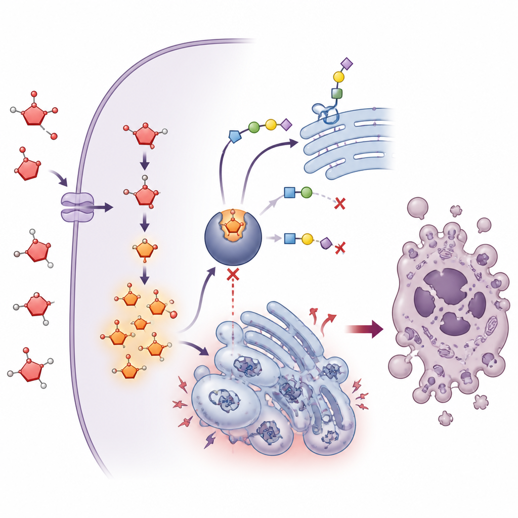 Figure 2. How a fructose-made molecule blocks a liver cancer enzyme and pushes tumor cells to self-destruct