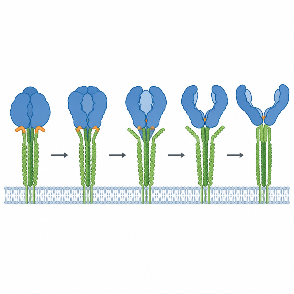 Figure 2. Schrittweise Formänderungen eines einzelnen HIV‑Spike‑Proteins beim Öffnen und als Reaktion auf Antikörper und Zellrezeptoren