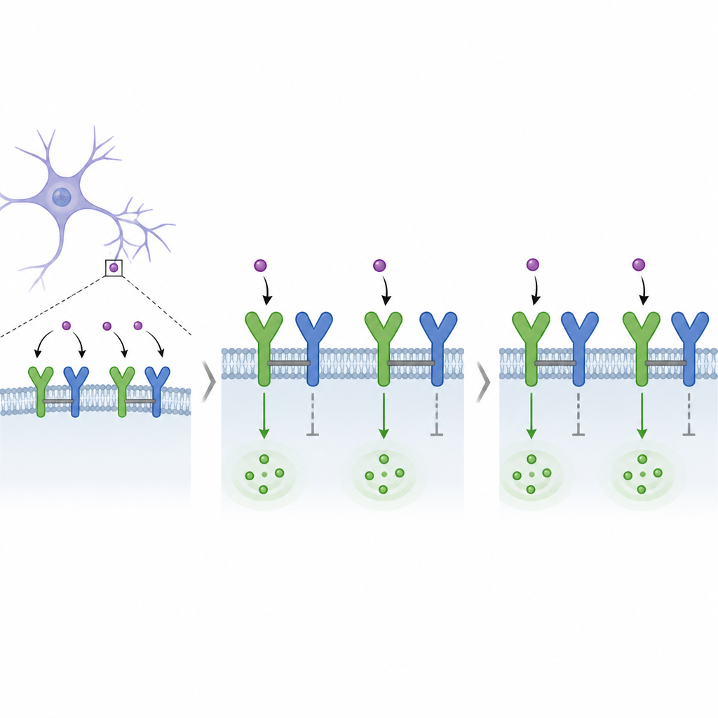 Figure 1. Jak sparowane jednostki receptorów GABAB na neuronach wzajemnie się hamują, ograniczając wyciszające sygnały mózgowe.