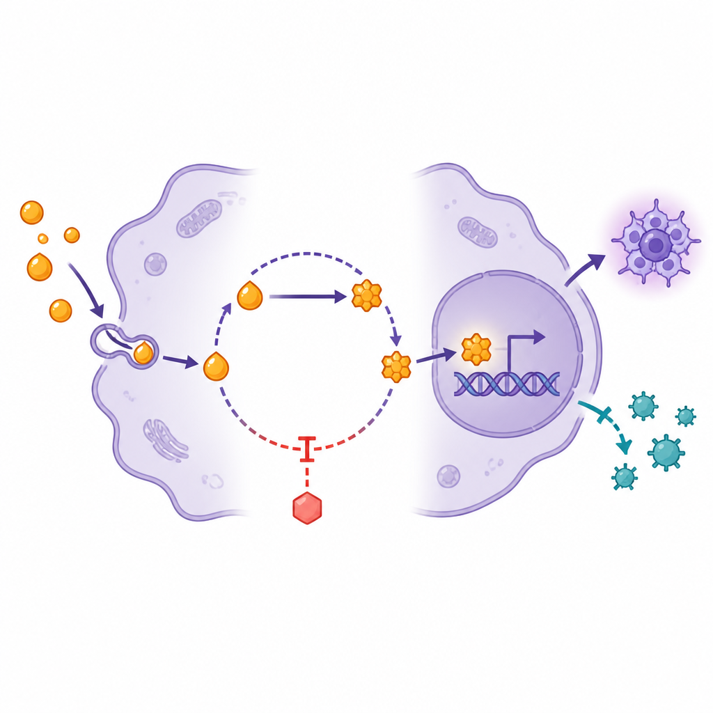 Figure 2. All’interno di una cellula tumorale, il metabolismo della vitamina A forma un circuito che attenua l’effetto di un farmaco ma può essere interrotto da inibitori mirati