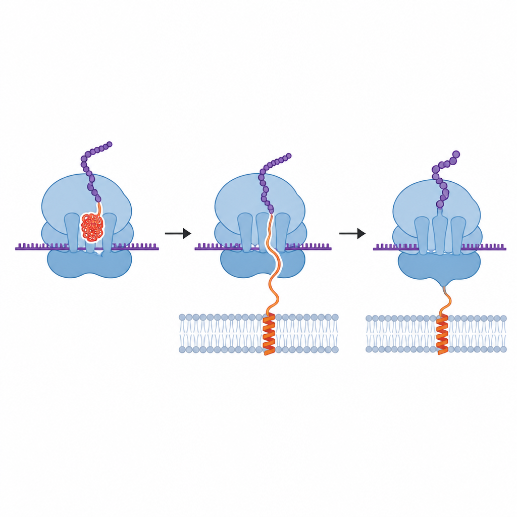 Figure 2. A coiled peptide inside the ribosome tunnel blocks a key site until membrane pulling straightens it and restores flow.