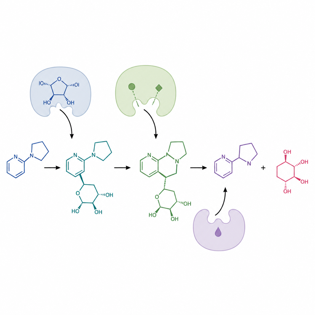 Figure 2. Stepwise sugar tagging and removal that drives the final enzyme steps forming nicotine
