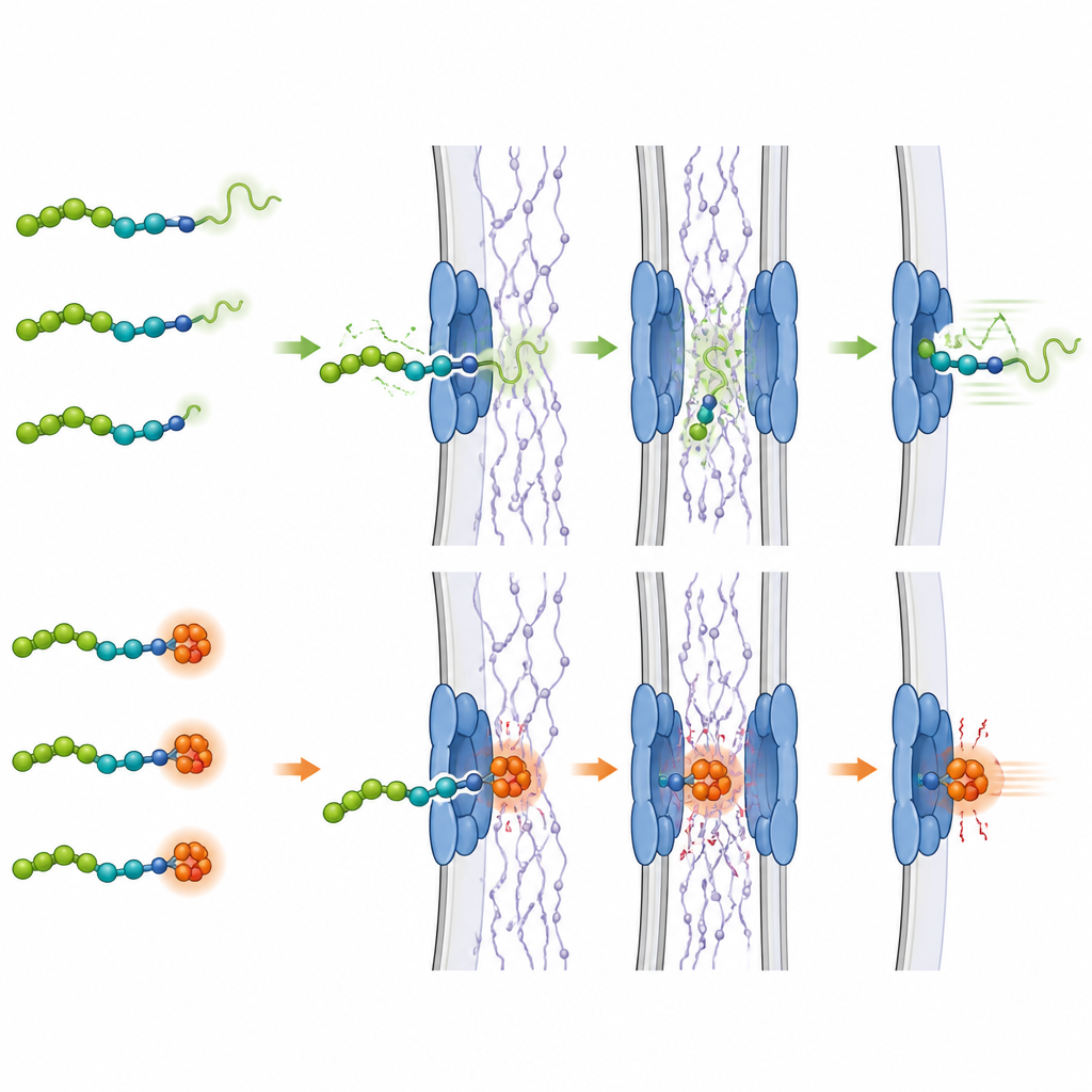 Figure 2. Il parziale disfolding locale a una estremità della proteina facilita l’interazione con i filamenti del poro e accelera il passaggio attraverso la porta nucleare.