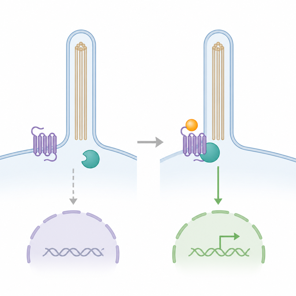 Figure 1. Cómo un receptor en la superficie celular, presente en diminutos cilios, apaga una enzima para transmitir señales de crecimiento Hedgehog al núcleo.