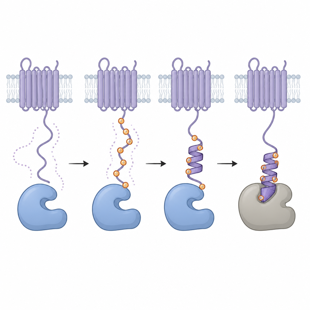 Figure 2. Cómo la adición de etiquetas de fosfato hace que la cola flexible de un receptor se pliegue y obstruya una enzima, apagando su actividad de forma progresiva.