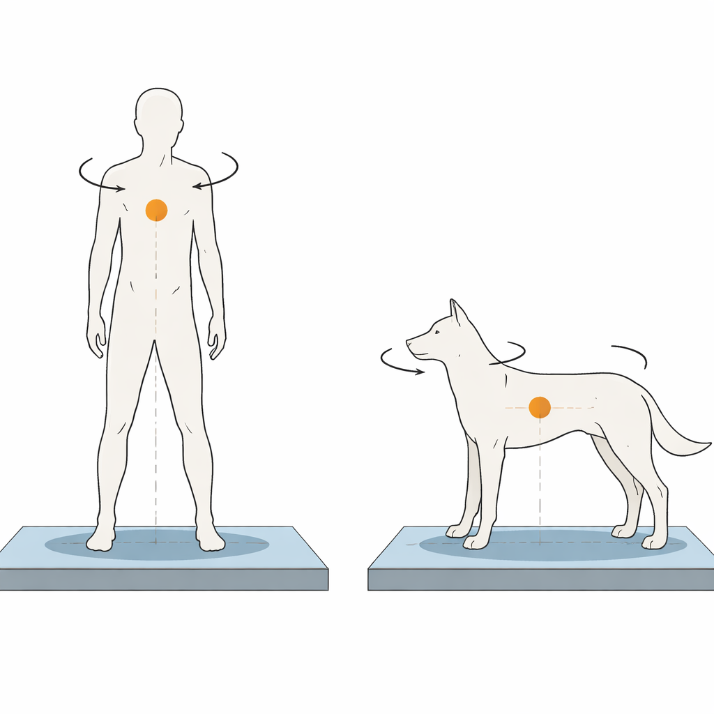 Figure 1. Jämföra hur en stående människa och en stående hund håller balansen med och utan syn.