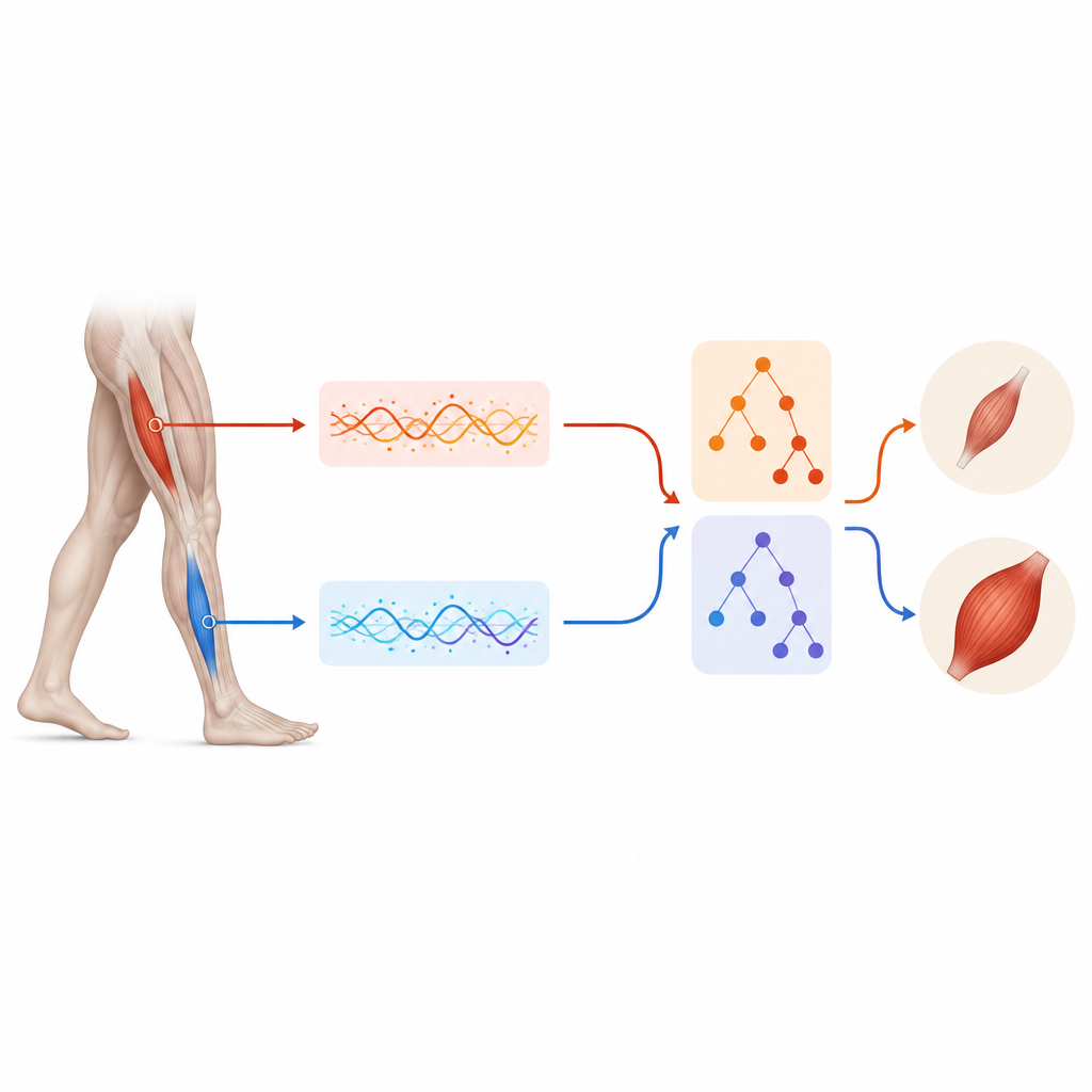Figure 2. Primer plano de los músculos de la pierna donde los patrones de señal durante la marcha revelan quién tiene menor o mayor masa muscular.