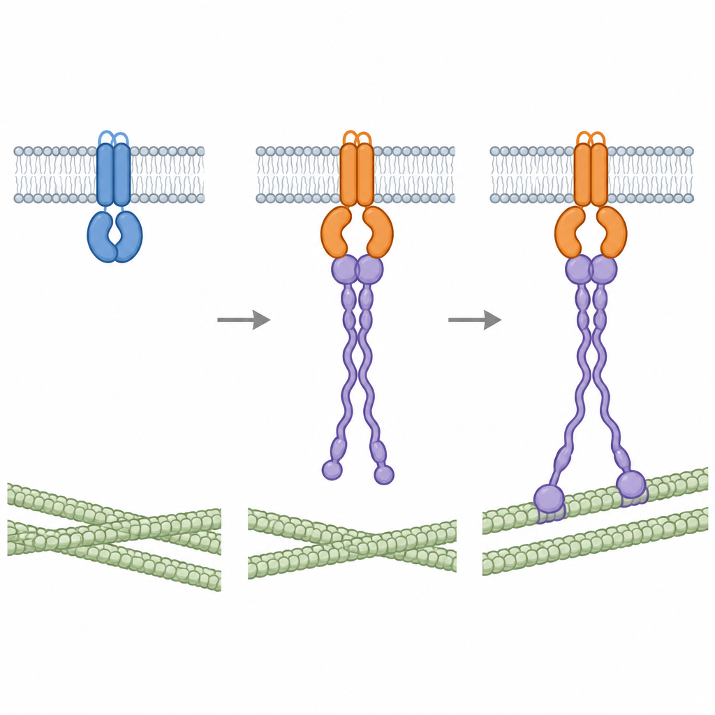 Figure 2. Aktives RACB an der Membran rekrutiert RIPb, um eine Brücke zu inneren Filamenten zu bilden und die Zelle an der Infektionsstelle umzugestalten.