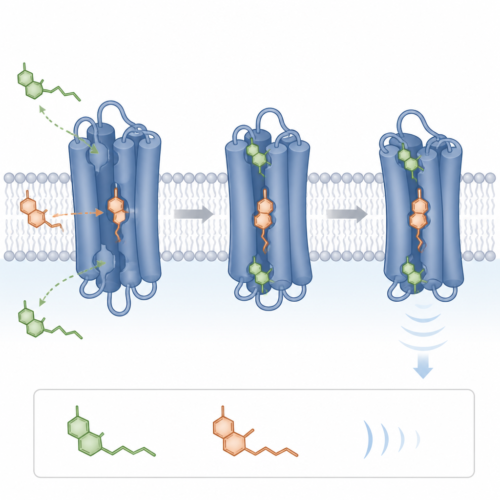 Figure 2. CBDP-Bindung an zwei Stellen eines Hirnrezeptors reduziert behutsam die Stärke THC-gestützter Signale.